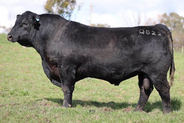 Herd sire Millwillah Blackout